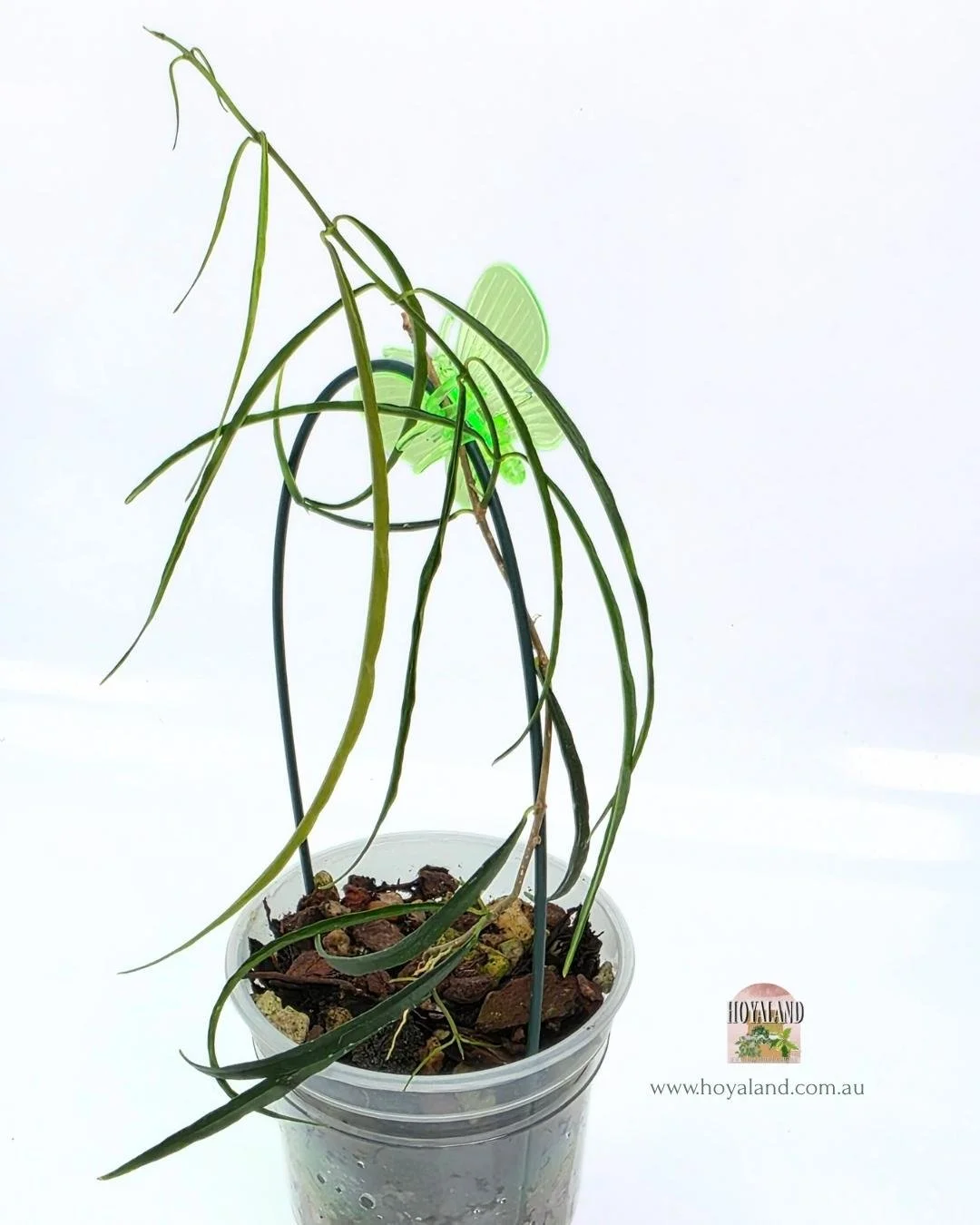 Buy Hoya sp Chiang Dao Silver | Rare Plant - HoyaLand — Hoyaland